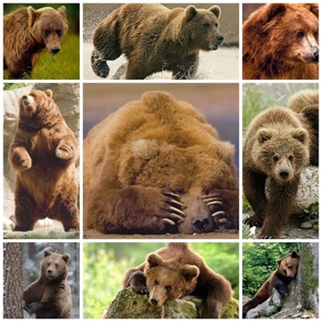 Бурые медведи