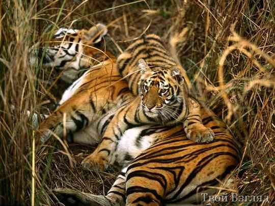 Бенгальский тигр с детёнышем 