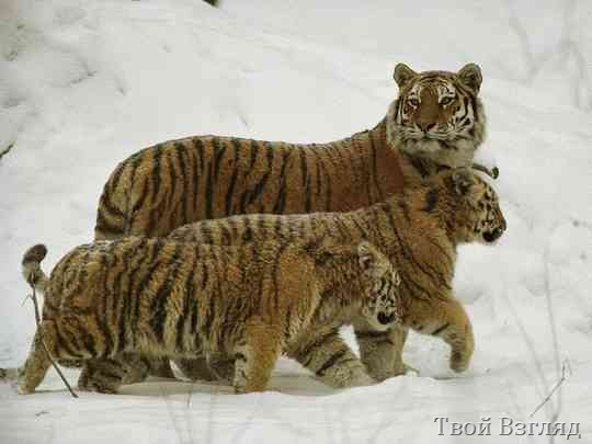Сибирские тигры 