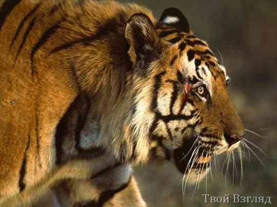 Самец бенгальского тигра