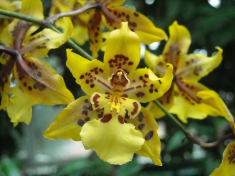 Шоу Орхидей