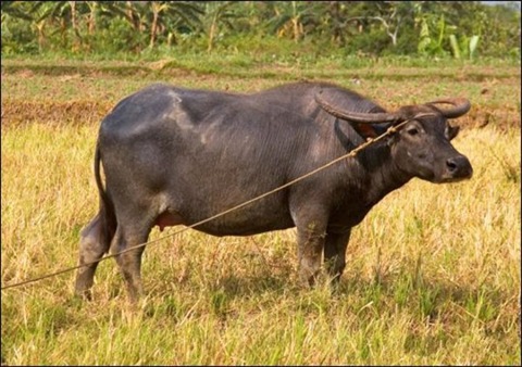 Дикий азиатский буйвол