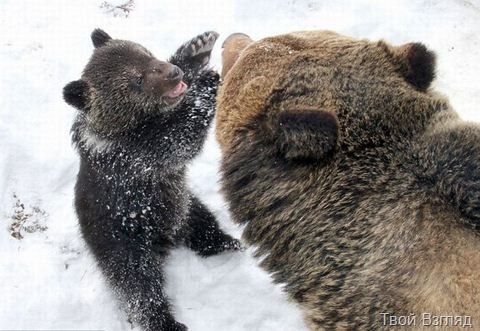 Фото медведей. Папа и дочь
