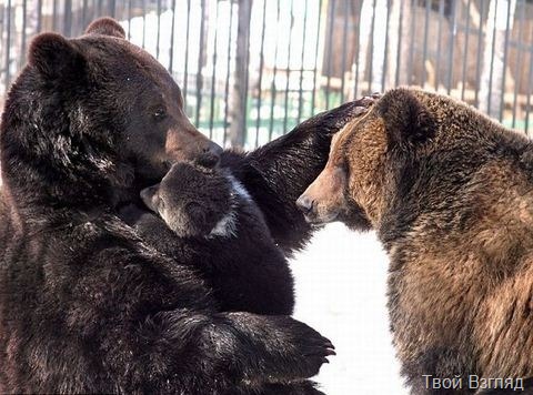 Фото медведей. Папа и дочь