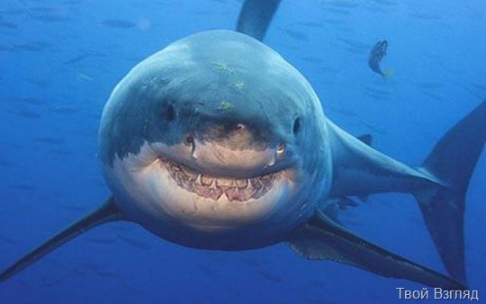 Нападение белой акулы на людей в Приморье